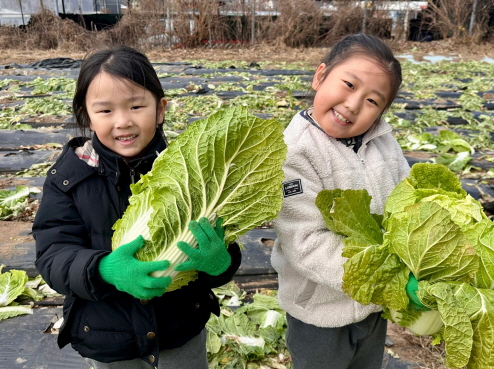 친구들과 함께 배추를 수확해요!